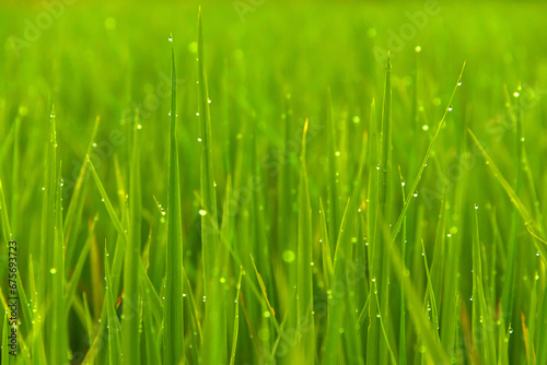 Water drop on the top of green rice field on the morning light. green background concept.