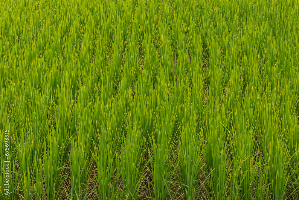 Obraz premium Beautiful large area of rice seedlings growing in the fields of Thailand.