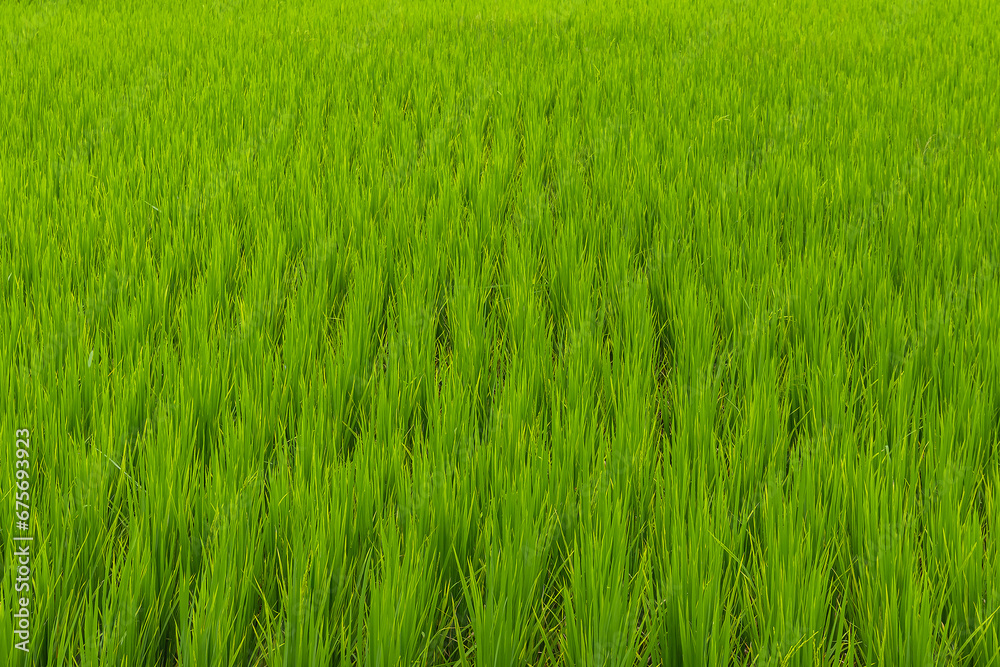 Beautiful large area of rice seedlings growing in the fields of Thailand.