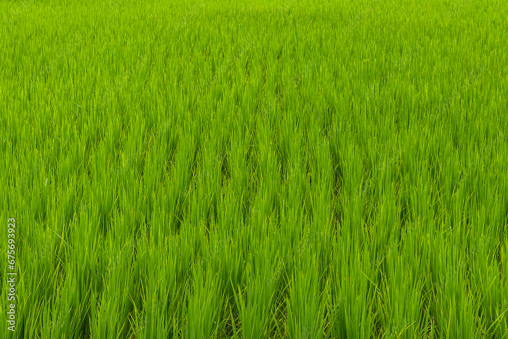 Beautiful large area of rice seedlings growing in the fields of Thailand. Beautiful large area of rice seedlings growing in the fields of Thailand.