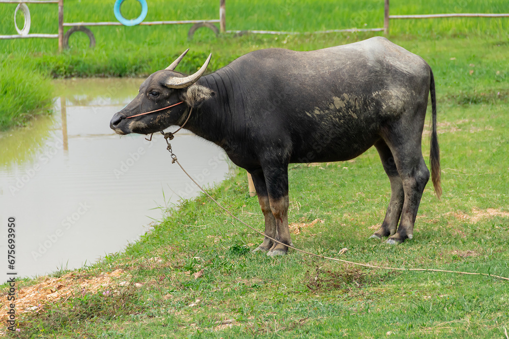 Water buffalo standing in a green grass field. Water buffalo standing in a green grass field.