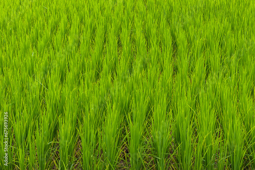 Beautiful large area of rice seedlings growing in the fields of Thailand.