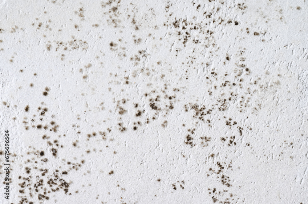 Gray mold and fungus on the wall of the room, the effects of high and excessive humidity in the room.