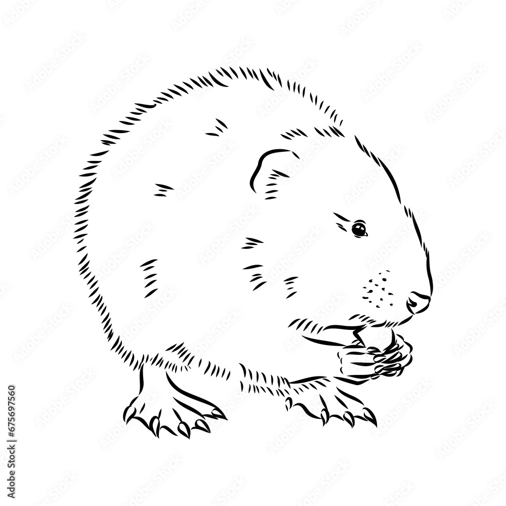 Ταπετσαρία Vector image of silhouette of muskrat on a white background