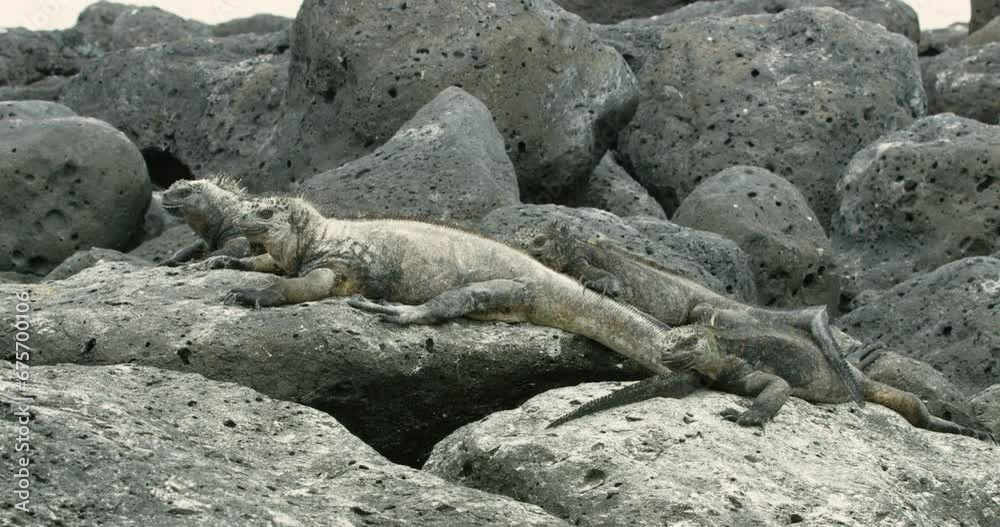 Beautiful view of marine iguanas family laying on volcanic rocks. Beautiful view of marine iguanas family laying on volcanic rocks.