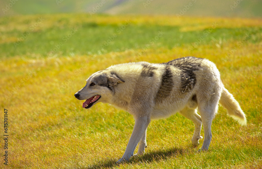 A dog that looks like a wolf runs through the grass in nature. A beautiful hunting dog is resting on the lawn. Happy pet on a walk.