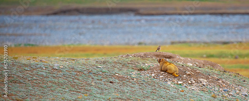 Photography The marmot sits in the grass in the mountains, looks to the side, as if reading your text, studying, showing curiosity, interest