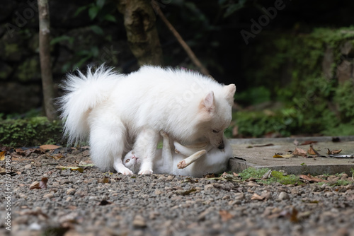 Photography Dog hump and smell a cat taking rest