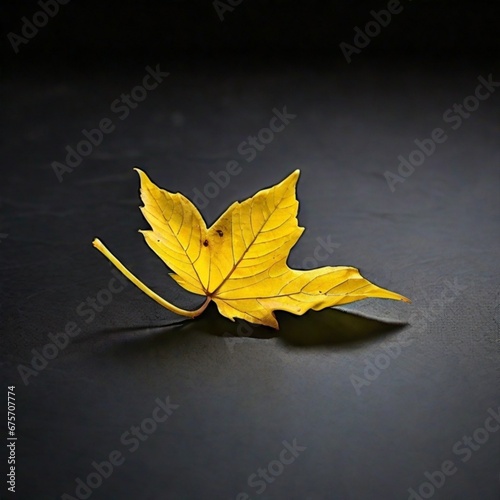 Yellow Maple Leaf on Black Background: Autumn's Captivating Contrast