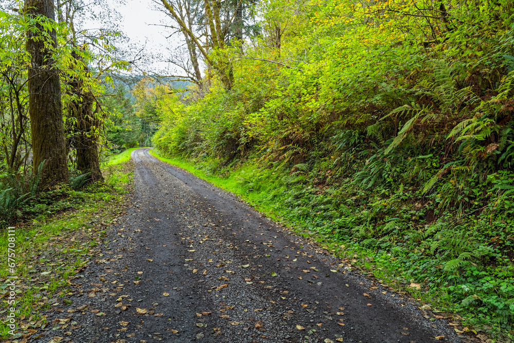 A road winds through the Siuslaw National Forest near Yachats, Oregon, USA A road winds through the Siuslaw National Forest near Yachats, Oregon, USA