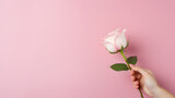 Holding a pink rose On pink background, Valentine's Day concept. wallpaper.