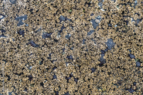 Cuadro en lienzo Detail of barnacles on a rock at the Bob Creek Wayside on the Pacific Coast of O