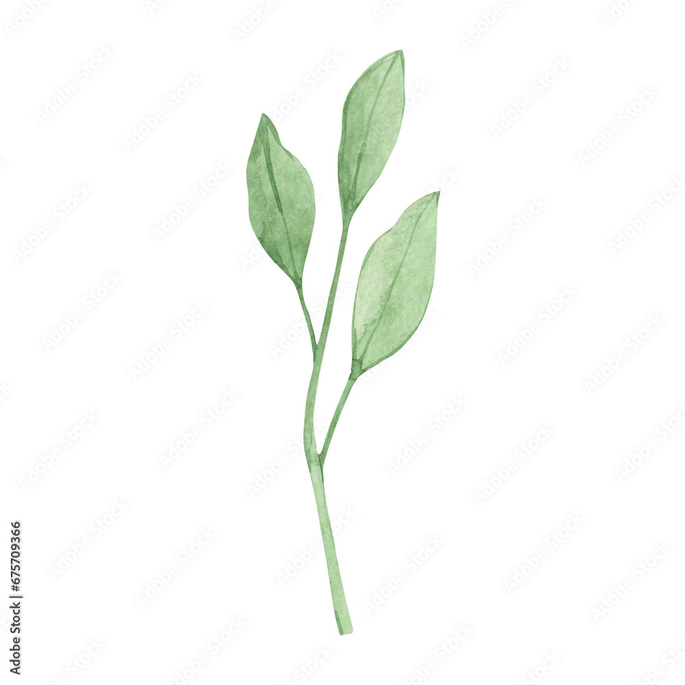 Watercolor drawing of a green twig. Part of a plant. Hand drawn. Watercolor drawing of a green twig. Part of a plant. Hand drawn.