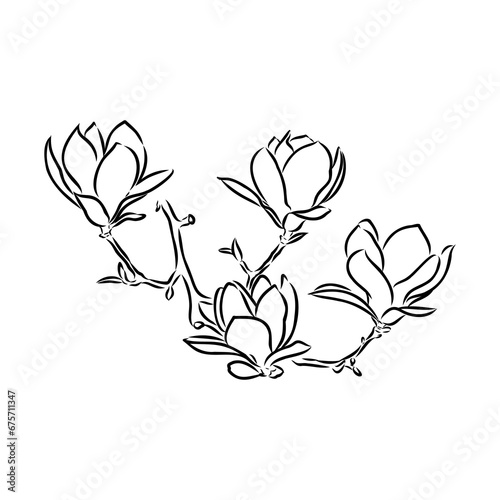 Magnolia flower Hand drawing and sketch,line art on white backgrounds hand drawn