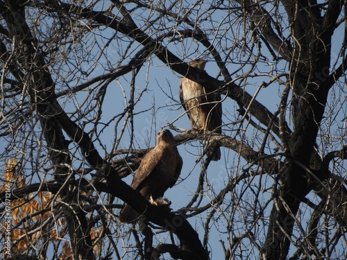 A pair of buzzards on a tree