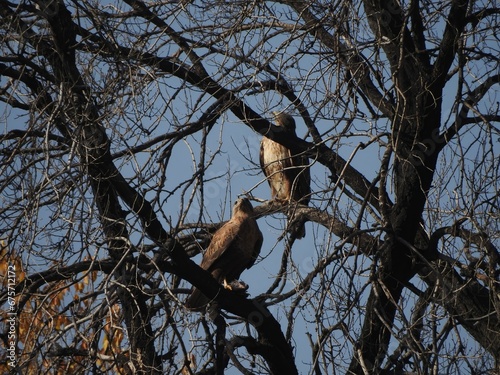 A pair of buzzards on a tree