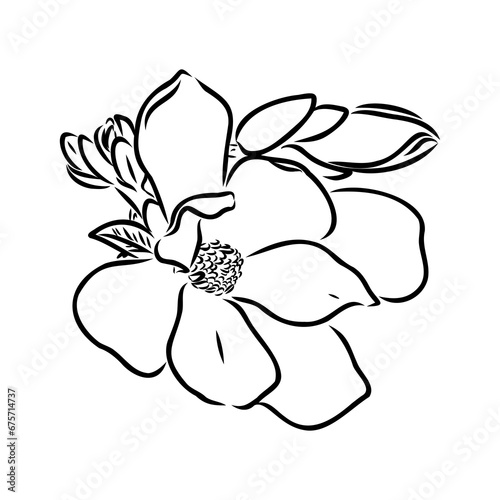 Magnolia flower Hand drawing and sketch line art on white backgrounds hand drawn