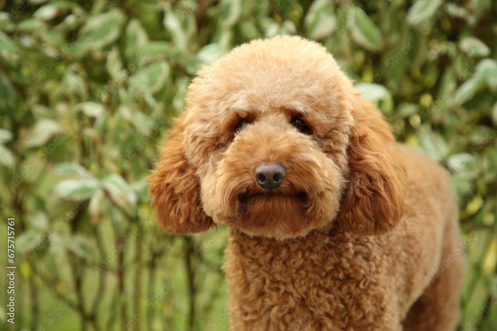 Cute fluffy dog in park, space for text