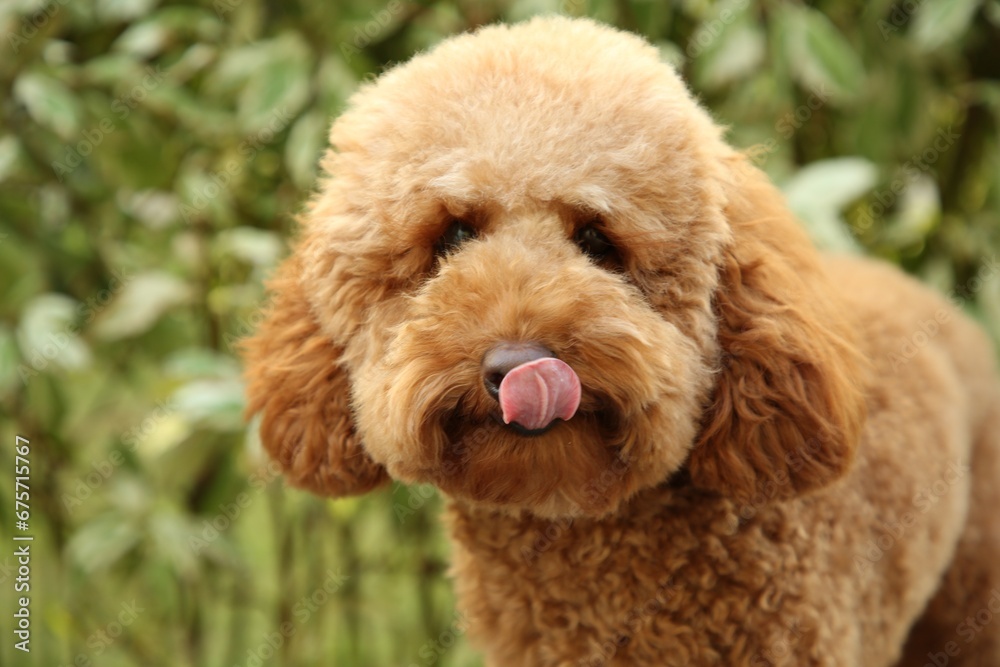 Cute fluffy dog in park, space for text Cute fluffy dog in park, space for text