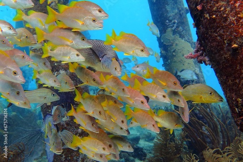 School of tropical colorful fish, variety of species under the pier. Black margate and mutton snappers in the blue ocean. Scuba diving with fish. Underwater photography, marine life. photo