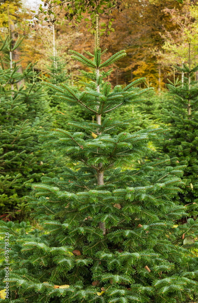 Christmas fir pine tree growing in a nursery near forest. Close up shot, shallow depth of field, no people. Christmas fir pine tree growing in a nursery near forest. Close up shot, shallow depth of field, no people.