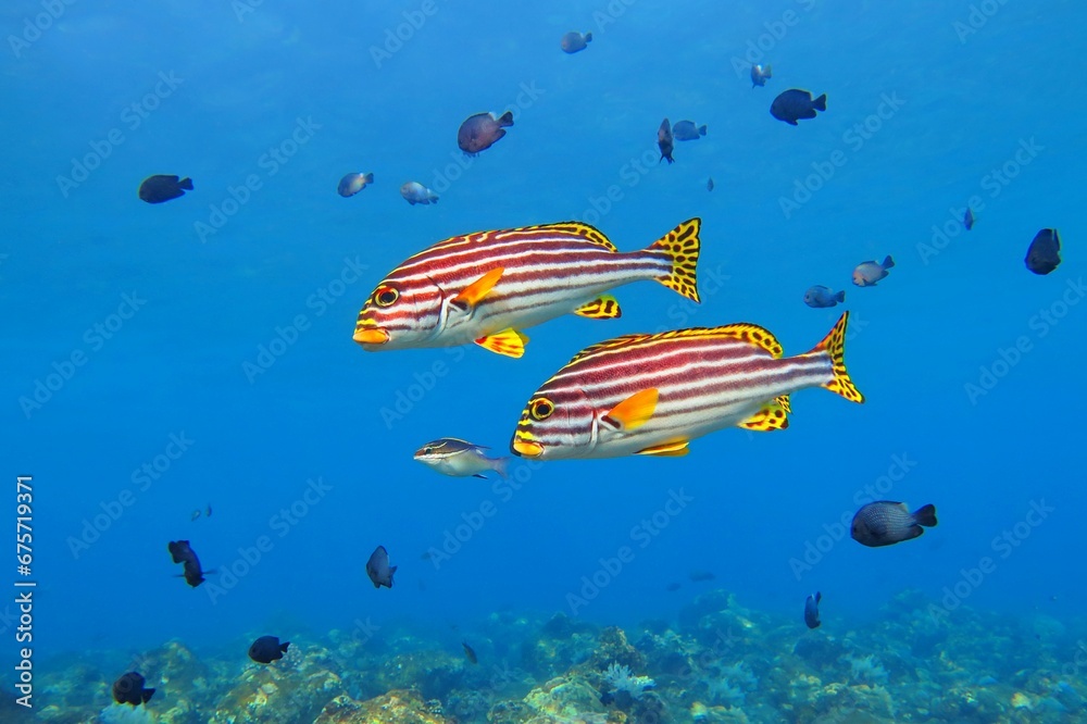 Swimming tropical fish (Ribboned sweetlips), small fish and corals. Tropical fish and reef in the blue ocean. Vivid marine life, underwater photo from scuba diving. Wildlife in the sea.