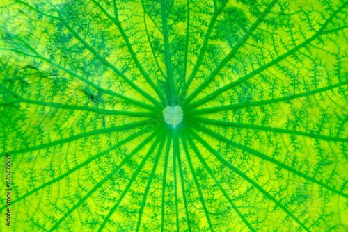 lotus leaf