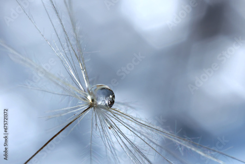 Fototapeta Naklejka Na Ścianę i Meble -  Seeds of dandelion flower with water drops on blurred background, macro photo