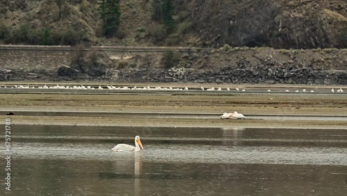 Annual Pilgrimage: American White Pelicans Soar into Cooney Bay, Kamloops photo