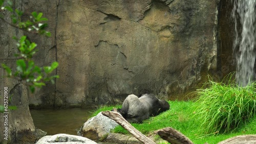Sleeping Gorilla near a waterfall in captivity. photo