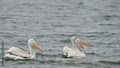 Cooney Bay's Autumn Ambassadors: American White Pelicans photo