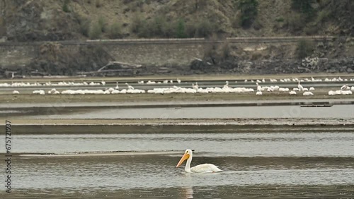 Kamloops' Fall Spectacle: American White Pelicans in Cooney Bay photo