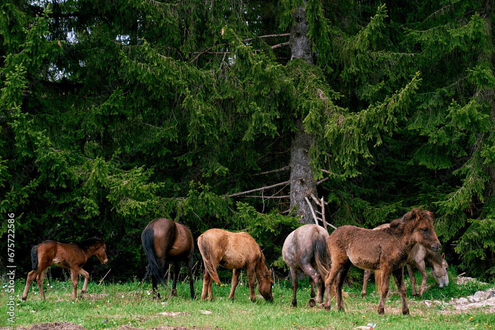 Little bay foals graze next to horses near green spruce trees