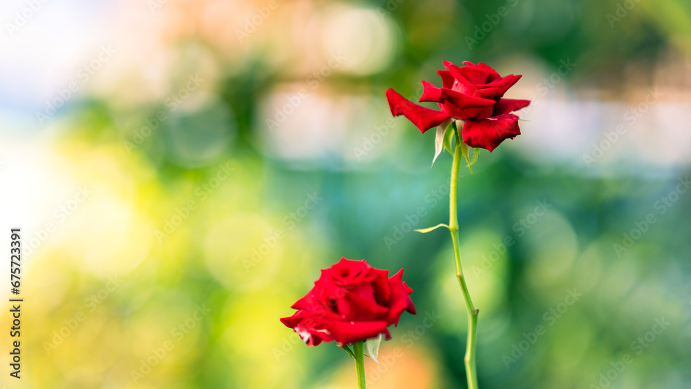 Red rose on blurred nature background with copy space.