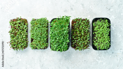 Microgreen. Growing microgreens for healthy eating. Top view. On a gray background.