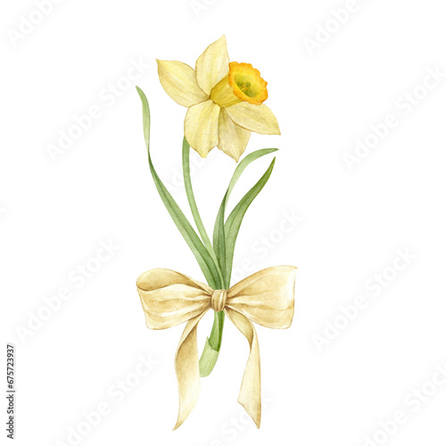 Watercolor hand drawn narcissus with bow. Set of watercolor spring flowers. Yellow narcissus. Botanical illustration of daffodils for typography, prints and your design photo