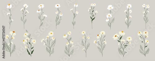 Set of daisy flowers. Chamomile illustration. Vector.