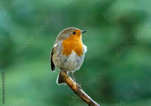 robin on a branch © Sarah