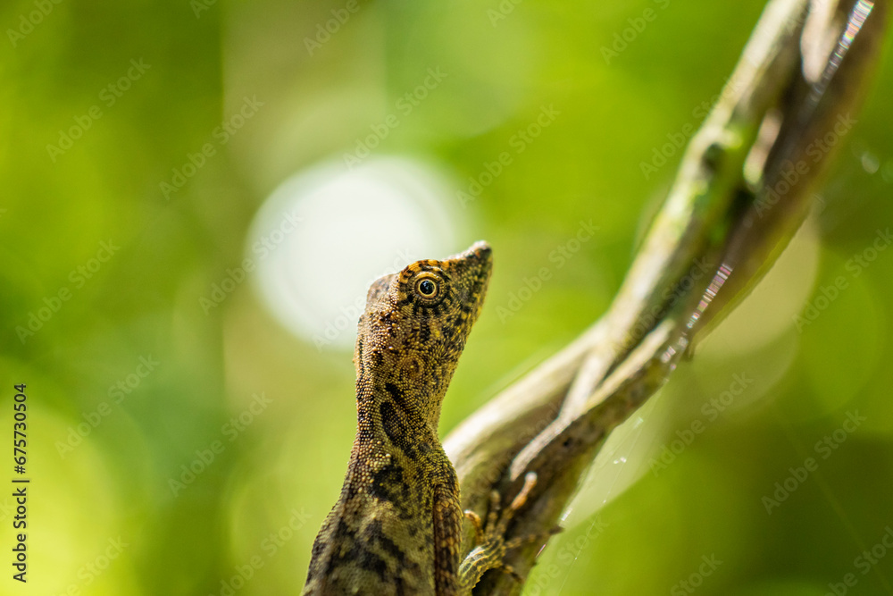 Obraz premium Brown lizard on a tree branch