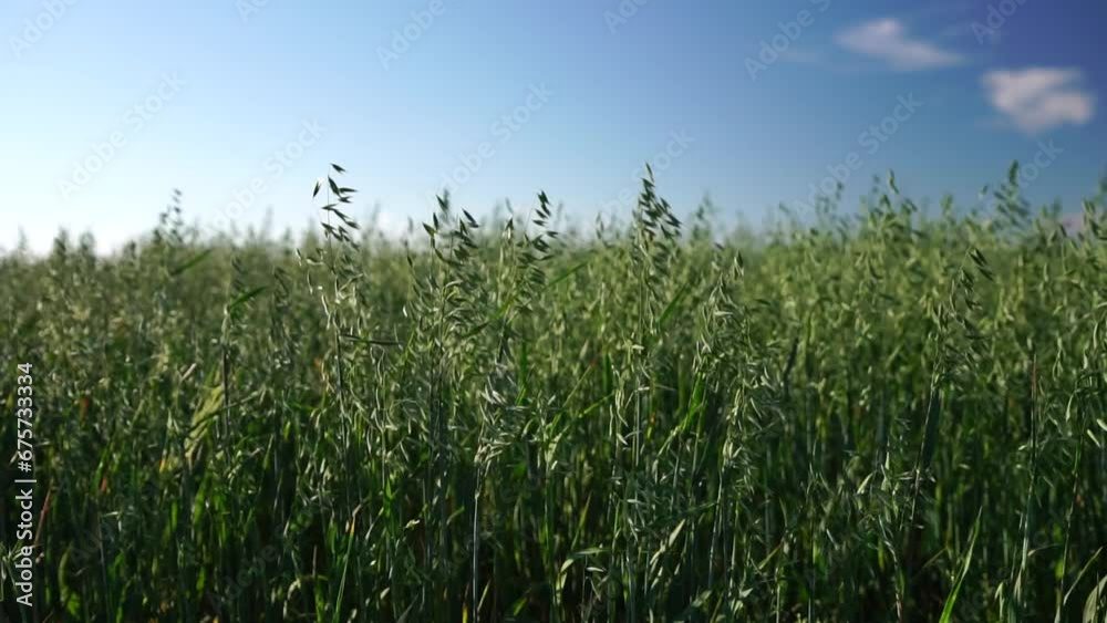 Green oats field in countryside, close up. Field of oats blowing in the wind at sunny spring day. Young and green Spikelets. Ears of barley crop in nature. Agronomy, industry and food production. Green oats field in countryside, close up. Field of oats blowing in the wind at sunny spring day. Young and green Spikelets. Ears of barley crop in nature. Agronomy, industry and food production.