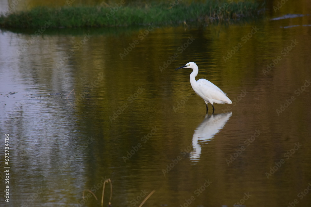 Great white Heron in Lake and Reflection in Water Great white Heron in Lake and Reflection in Water