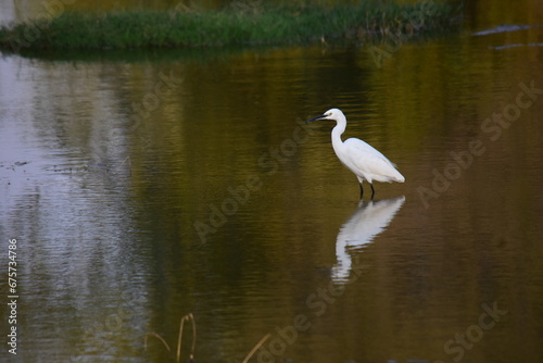 Great white Heron in Lake and Reflection in Water