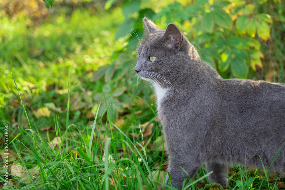 Cat Portrait. Muzzle Close-Up. Graceful Gray Cat walking on green grass meadow. Funny cat outdoors. Beautiful grey feline sitting outside. Fluffy Kitten. Backyard autumn day. Animal in the nature