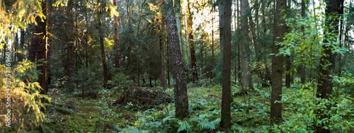 middle european panorama view of an autumn wild forest at sunset