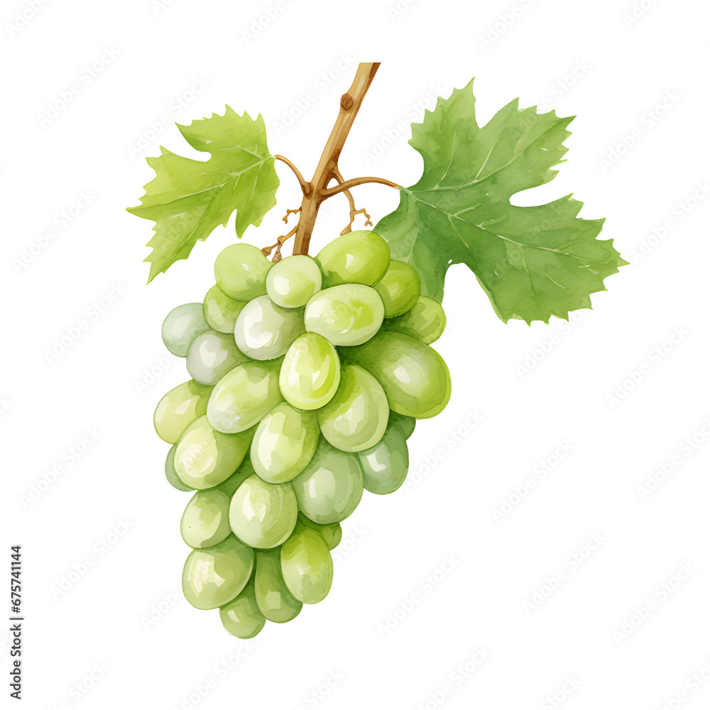 Obraz premium Watercolor grape isolated on white background.Grape plants.Realistic natural foods for kitchen. 