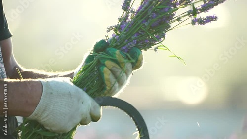 farmer mows a lavender field with a sickle at sunset. Lush lavender bushes in endless rows. Organic Lavender Oil Production in Europe. Garden aromatherapy. Slow motion, close up photo