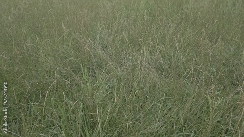 Close up of fresh green grass amazing nature scape chill out therapy exploration summer times relaxing big size high quality botanical footage’s