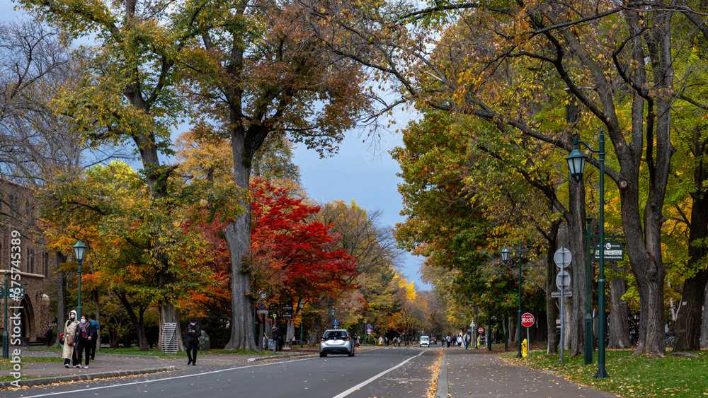A beautiful autumn environment with roads, cars and pedestrians on the Hokkaido University campus.
