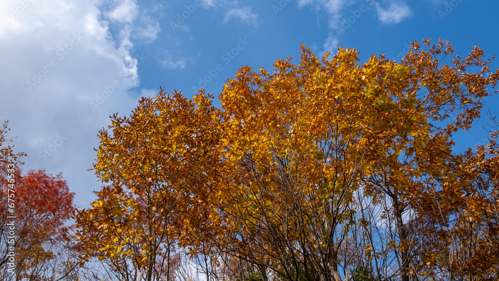 Bright and vibrant color tree in autumn with orange-red foliage against beautiful blue sky.
