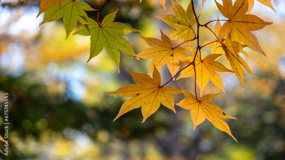 Closeup of bright yellow-brown leaves hanging on a tree branch with a natural background. Closeup of bright yellow-brown leaves hanging on a tree branch with a natural background.